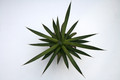 agave ocahui 7669