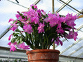 schlumbergera lady linda 12