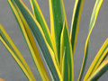 yucca filamentosa bright edge 2165