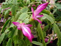 schlumbergera lilofee