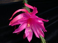 aporocactus fairy dancer 02