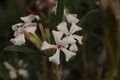 pachypodium succulentum 1135