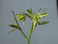 albuca spiralis 03