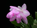 schlumbergera lady linda 11