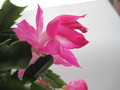 schlumbergera nono co 7764