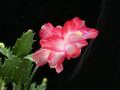 schlumbergera pasadena 04
