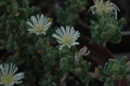 drosanthemum eburneum 1813