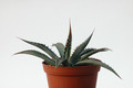 agave mckelveyana yava 8455