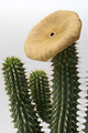 hoodia gordonii 6415
