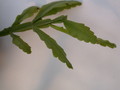 rhipsalis goebeliana 2061