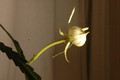 epiphyllum pumilum phasen 2285