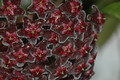 hoya pubicalyx silver pink 10
