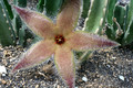 stapelia desmetiana 15cm 9609