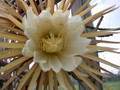 selenicereus grandiflorus 5471