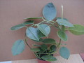 hoya lauterbachii plant