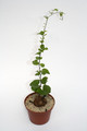 dioscorea elephantipes 3983