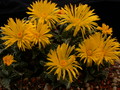 faucaria tuberculosa 3766