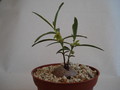 brachystelma vahrmeijeri 155