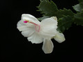 schlumbergera bridgeport 04