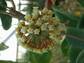 hoya crassicaulis philipinen 02