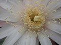 nyctocereus hirtschtianus 03