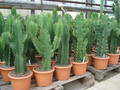 euphorbia ingens 7349