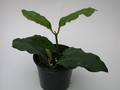 hoya imperialis 4008