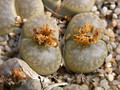 lithops pseudotruncatella mundhii c100 05