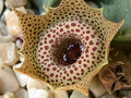 huernia guttata guttata karoo 07