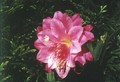 eh wilma paetz 41