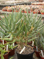 aloe ramosissima 01