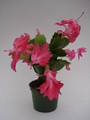 schlumbergera thor kiri 1571