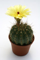 notocactus laetivirens wg048 9755