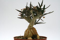 euphorbia waringiae 8559