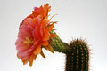 trichocereus hybride2002 9804