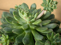 graptopetalum polyphyllum 02