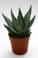 aloe peglerae 8823