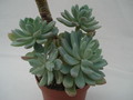 echeveria howeyi 8327