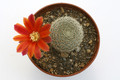 rebutia theresae kk1925 9718