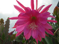 eh crenatus guedenay 125 0287