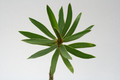 euphorbia balsamifera 0610