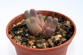 conophytum marginatum haramoepense 2874