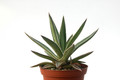 agave colimana 8520