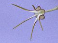 ceropegia stapeliiformis 2229