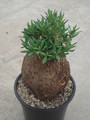 pachypodium bispinosum 55