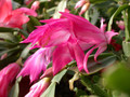 schlumbergera chiba princess 10