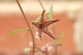 brachystelma tuberosum 1414