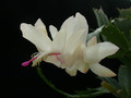 schlumbergera thor alec 02