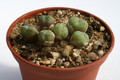 conophytum uvaeforme vanrhynsdorp 2934