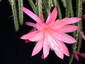 aporocactus shin 979282